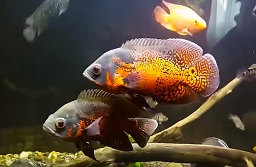 tiger-oscar-fish