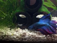 2.5 gallon Betta fish tank