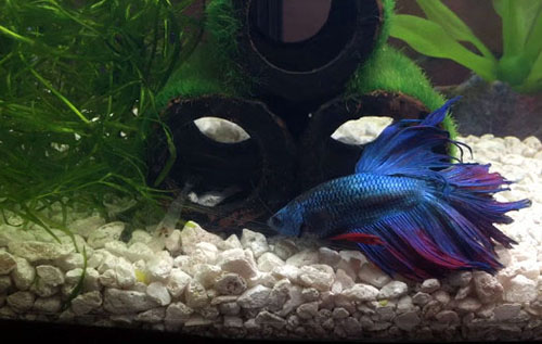 2.5 gallon Betta fish tank