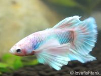 betta-fighting-fish