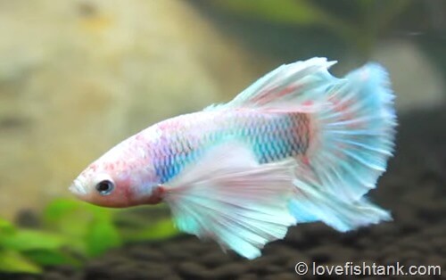 betta-fighting-fish