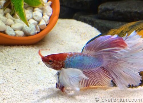 feeding-betta-fish