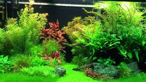 healthy planted tank
