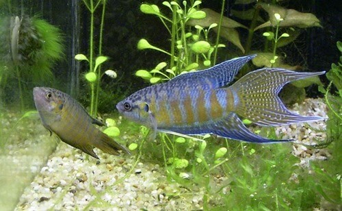 paradise-fish-female-and-male