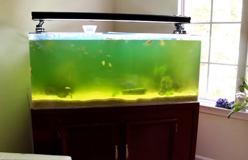 How To Quickly Clear Green Water In Aquarium Pro Tip