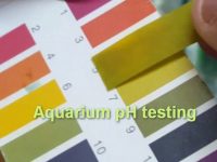 aquarium-ph-testing