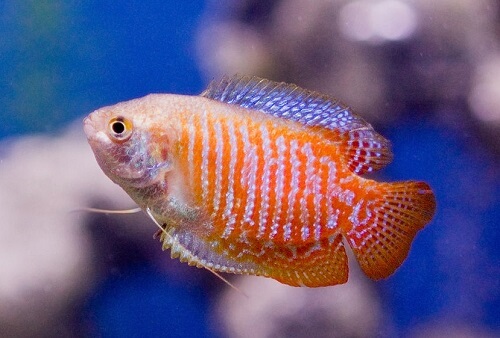 dwarf-gourami-colisa-lalia