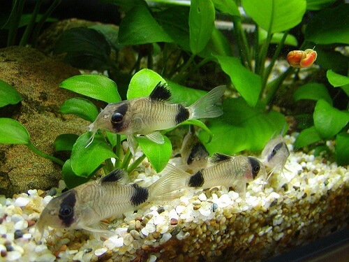 panda-corydoras