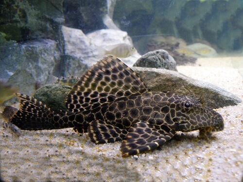 plecostomus