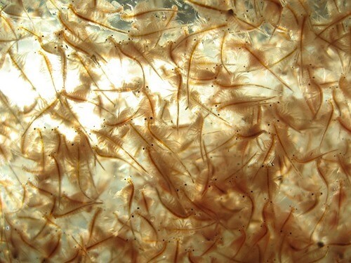 live-brine-shrimp