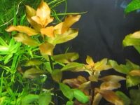 best low light plants for planted tank