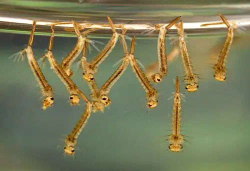 mosquito-larvae