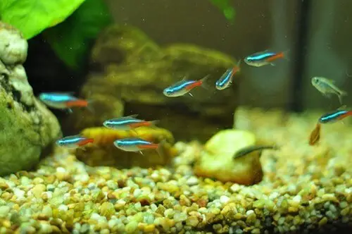 Best fish and invertebrates for a 10 gallon fish tank