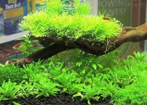 substrate-for-planted-tank.jpg