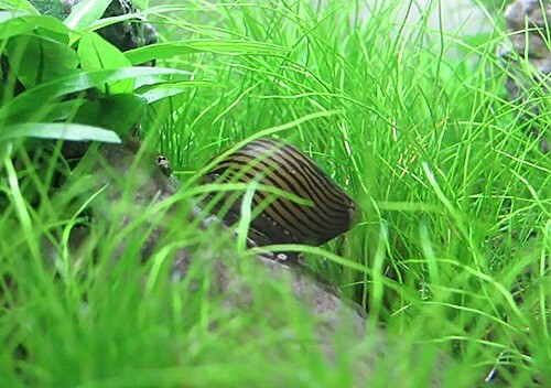 6 Causes Of Algae Bloom In A Planted Aquarium And How To