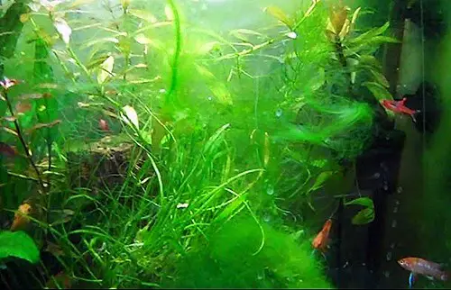 algae-in-planted-aquarium