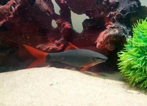 rainbow-shark