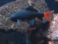 red-tail-shark