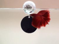 betta-fish-toy