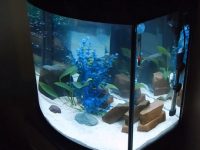 bow-front-aquarium-1