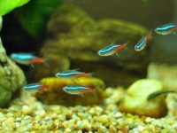 neon-tetras