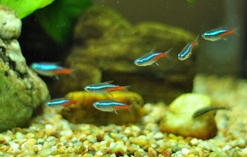 View of neon-tetras - Love Fish Tank