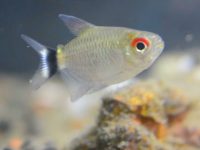 red-eye-tetra