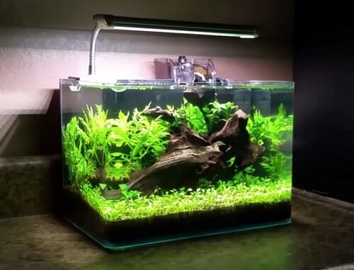 Aquascape Ideas 5 Gallon Betta Aquascape