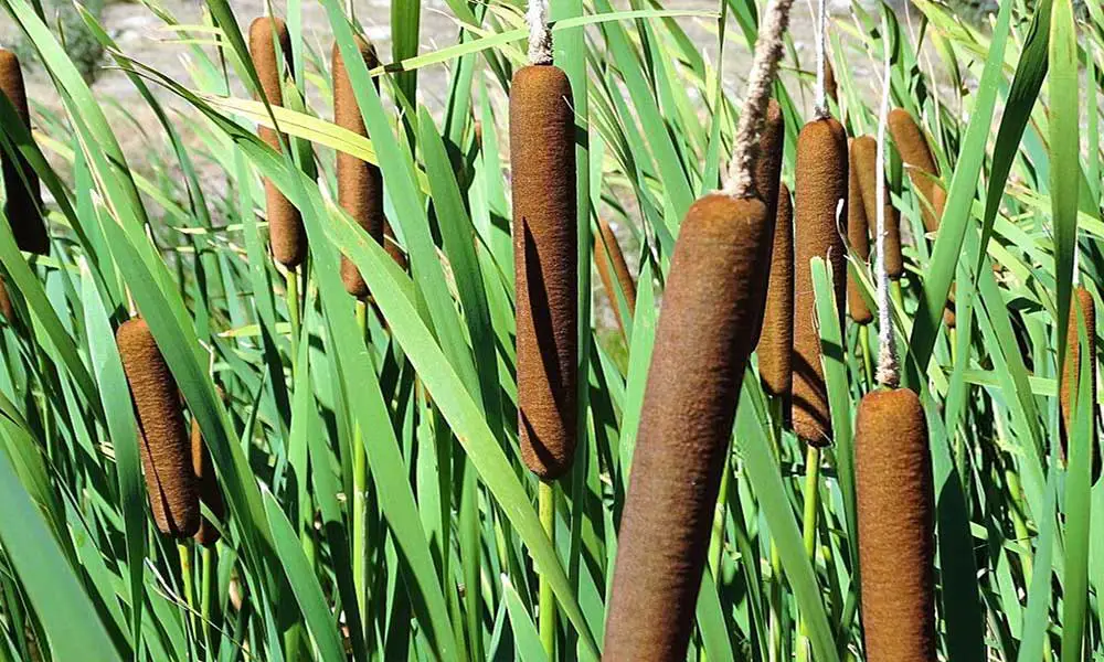 Cattails-in-a-Pond-4