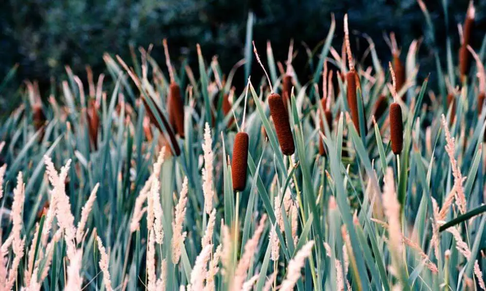 Cattails-in-a-Pond