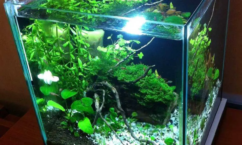Crystal-Clear-Aquarium-plants