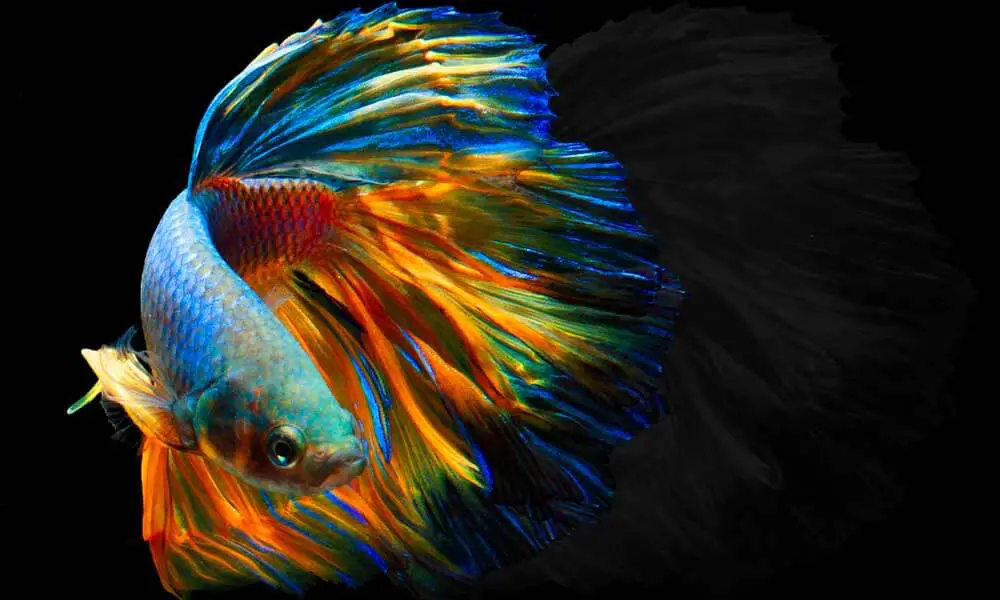 colorful pet swimming