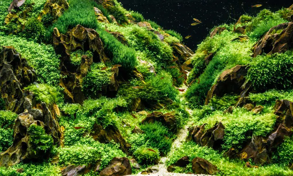 gorgeous moss over rocks
