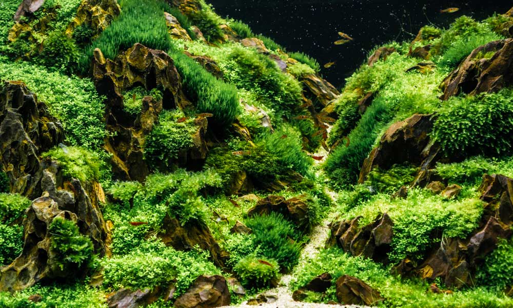 gorgeous moss over rocks