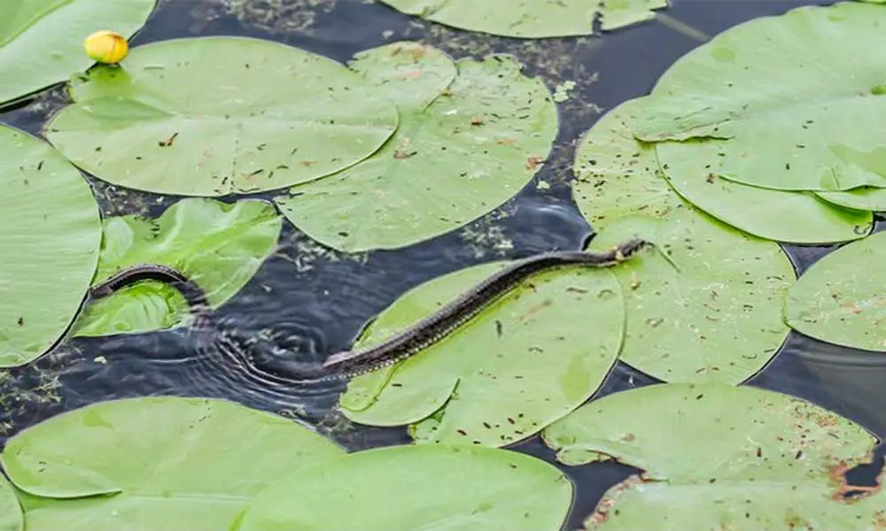 Snakes-In-A-Pond-3