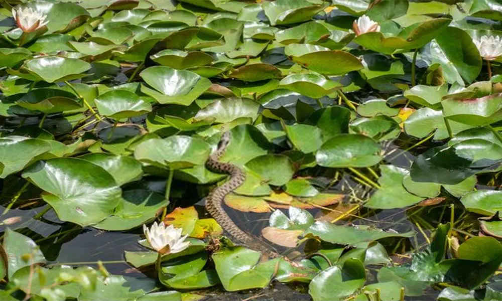 Snakes-In-A-Pond-4