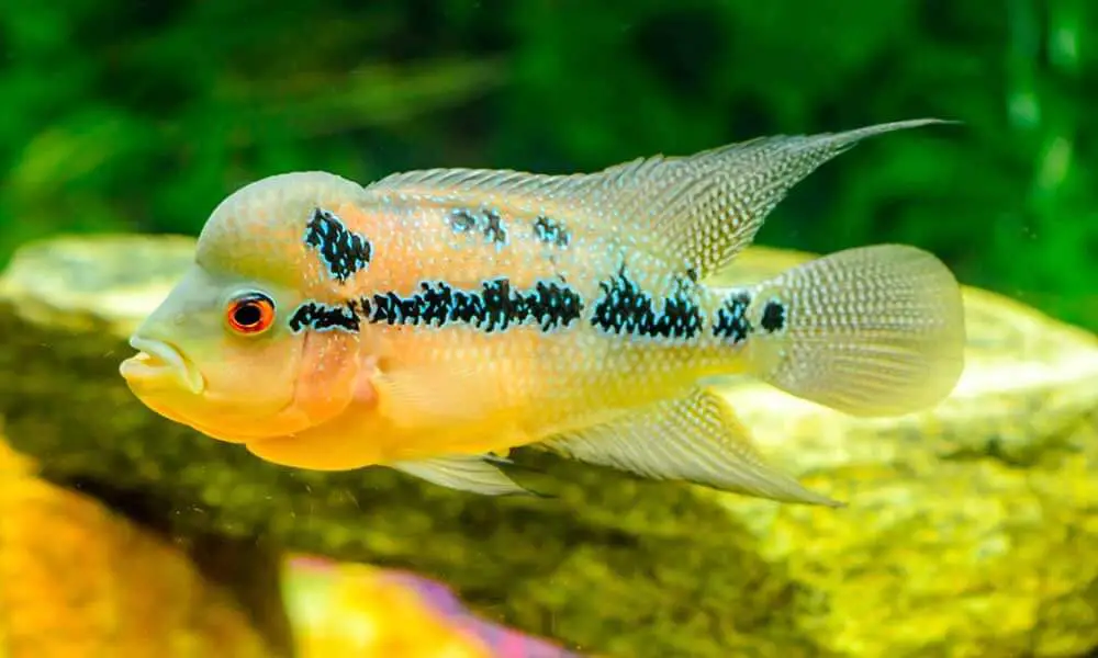 Soften-Aquarium-Water-with-Cichlids-fish