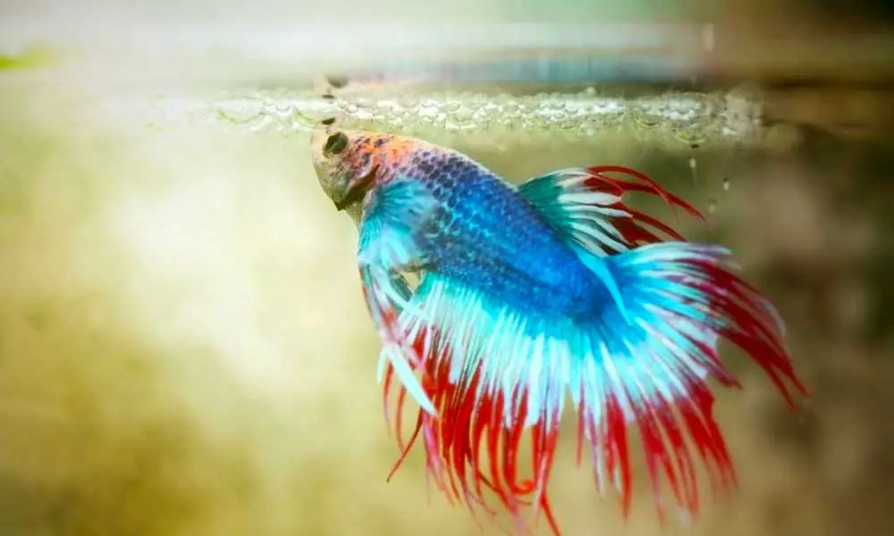 How Often To Feed Betta Fish | 2020 Food & Feeding Guide