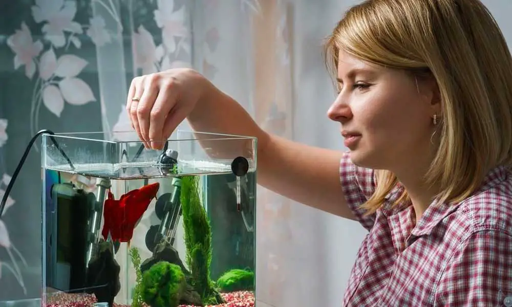 blond lady using her hand to give food to her aquatic pet