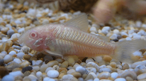 albino-corydoras