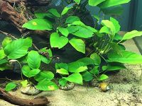 anubias-barteri-var-nana