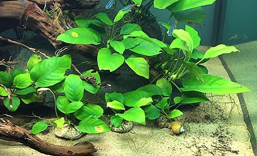 10+ Popular Anubias Species For Planted Aquariums – Love Fish Tank