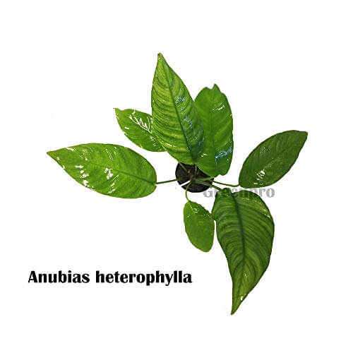 anubias heterophylla