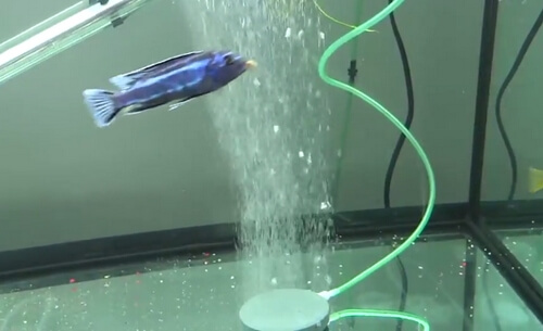 fish bowl without air pump