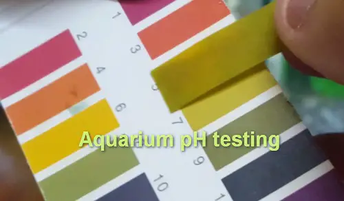 aquarium-ph-testing