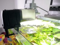 automatic-fish-feeder