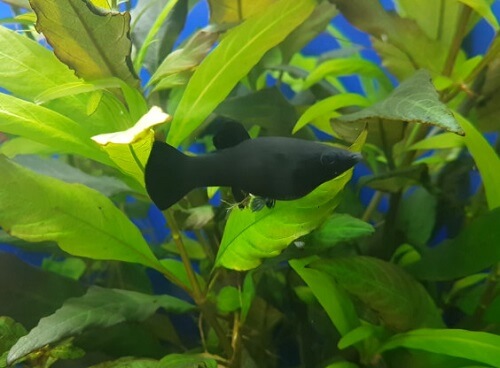 black-molly fish