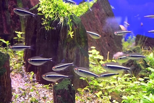 black-neon-tetra-1