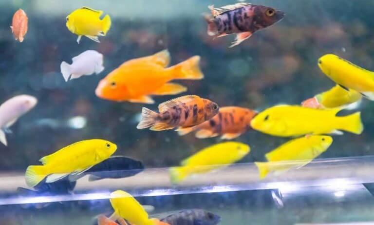 View of How To Get Rid Of Bacterial Bloom In Aquarium | Causes & Preventions ...