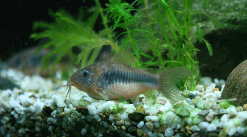 bronze-corydoras